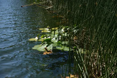 DSC_3580 (Large).JPG